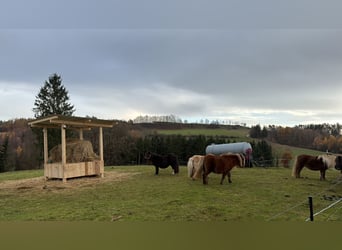 Mini poney Shetland, Jument, 4 Ans, 86 cm, Alezan