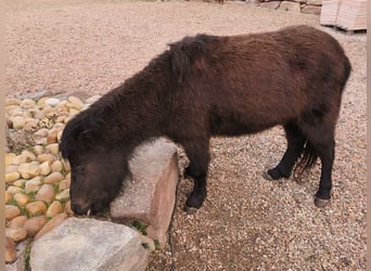 Mini poney Shetland Croisé, Jument, 5 Ans, 100 cm, Noir