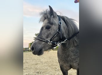 Mini poney Shetland, Jument, 5 Ans, 78 cm, Gris