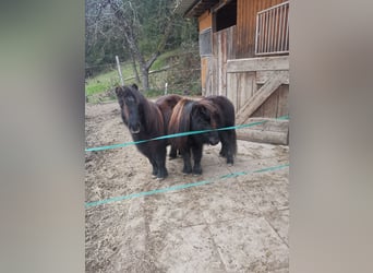 Mini poney Shetland, Jument, 5 Ans, 84 cm, Bai brun foncé