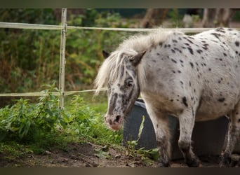 Mini poney Shetland, Jument, 5 Ans, 87 cm, Léopard
