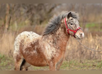 Mini poney Shetland, Jument, 5 Ans, 93 cm, Léopard