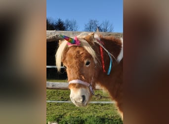 Mini poney Shetland, Jument, 5 Ans, 95 cm, Pinto