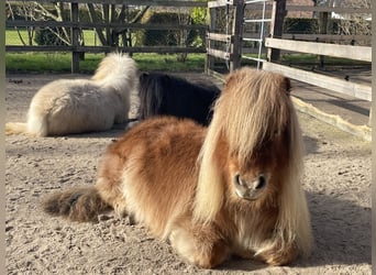 Mini poney Shetland, Jument, 6 Ans, 82 cm, Alezan