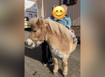 Mini poney Shetland Croisé, Jument, 6 Ans, 85 cm, Palomino