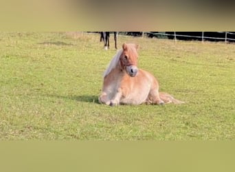 Mini poney Shetland Croisé, Jument, 6 Ans, 85 cm, Palomino