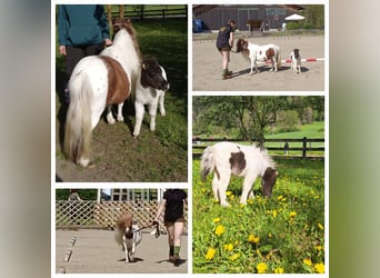 Mini poney Shetland, Jument, 6 Ans, Pinto