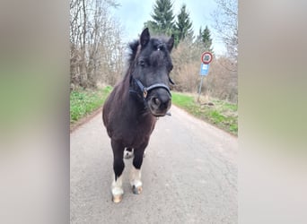 Mini poney Shetland, Jument, 7 Ans, 85 cm, Pinto
