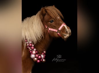 Mini poney Shetland, Jument, 8 Ans, 83 cm, Pinto
