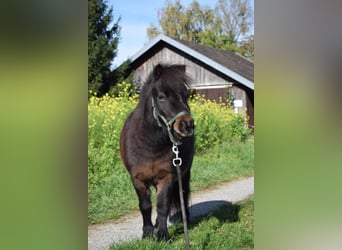 Mini poney Shetland Croisé, Jument, 8 Ans, 84 cm, Bai brun foncé