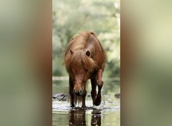Mini poney Shetland, Jument, 8 Ans, Alezan