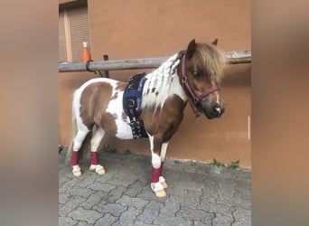 Mini poney Shetland, Jument, 9 Ans, 87 cm, Pinto