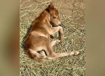 Mini poney Shetland, Jument, Poulain (06/2025), 80 cm, Alezan