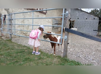 Mini poney Shetland, Jument, Poulain (01/2024), 90 cm, Pinto