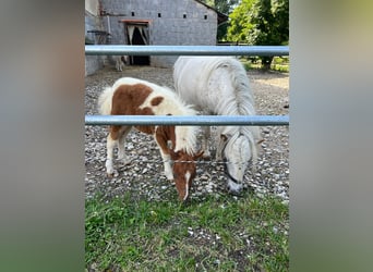 Mini poney Shetland, Jument, Poulain (01/2024), 90 cm, Pinto