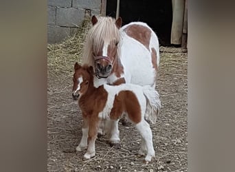 Mini poney Shetland, Jument, Poulain (01/2024), 90 cm, Pinto