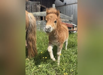 Mini poney Shetland, Jument, Poulain (04/2025), Alezan