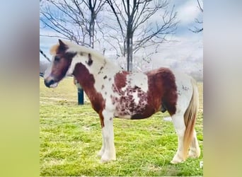 Mini pony Shetland, Caballo castrado, 10 años, 102 cm, Tobiano-todas las-capas