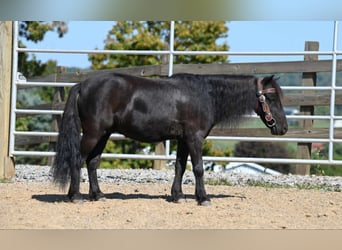 Mini pony Shetland, Caballo castrado, 10 años, 94 cm, Negro
