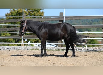 Mini pony Shetland, Caballo castrado, 10 años, 94 cm, Negro