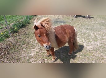 Mini pony Shetland, Caballo castrado, 11 años, 85 cm, Alazán