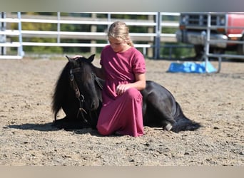 Mini pony Shetland, Caballo castrado, 11 años, 94 cm, Negro