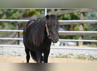 Mini pony Shetland, Caballo castrado, 11 años, 94 cm, Negro