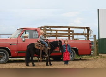 Mini pony Shetland, Caballo castrado, 11 años, 94 cm, Negro