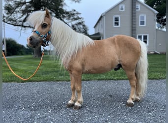 Mini pony Shetland, Caballo castrado, 11 años, 97 cm, Palomino