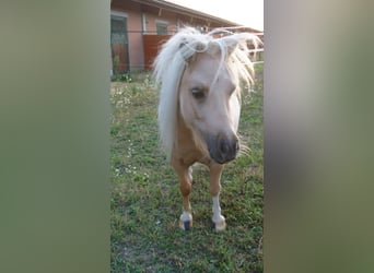 Mini pony Shetland, Caballo castrado, 12 años, 78 cm, Palomino