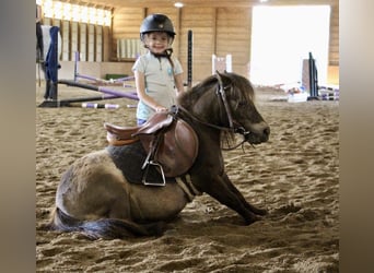 Mini pony Shetland, Caballo castrado, 12 años, 86 cm, Buckskin/Bayo