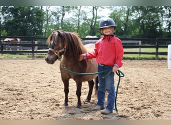 Mini pony Shetland, Caballo castrado, 12 años, 86 cm, Buckskin/Bayo