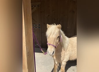 Mini pony Shetland Mestizo, Caballo castrado, 12 años, 97 cm, Palomino