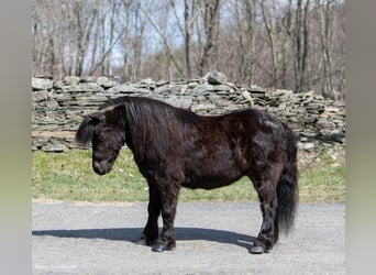 Mini pony Shetland, Caballo castrado, 12 años, 99 cm, Negro