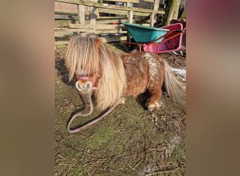 Mini pony Shetland, Caballo castrado, 13 años, 80 cm
