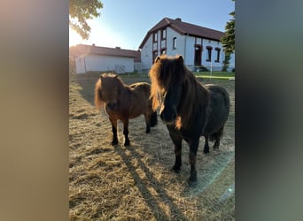 Mini pony Shetland, Caballo castrado, 13 años, 90 cm, Castaño