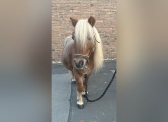 Mini pony Shetland, Caballo castrado, 14 años, 90 cm, Musgo marrón