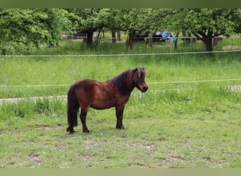 Mini pony Shetland, Caballo castrado, 17 años, 86 cm, Castaño