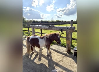 Mini pony Shetland, Caballo castrado, 18 años, 85 cm, Pío