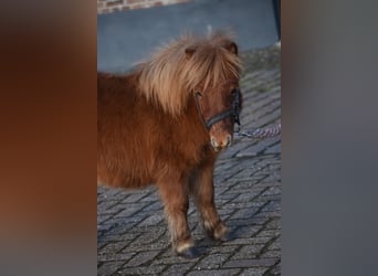 Mini pony Shetland, Caballo castrado, 1 año, Alazán