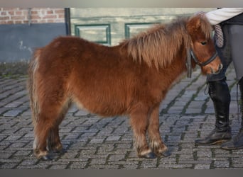 Mini pony Shetland, Caballo castrado, 1 año, Alazán