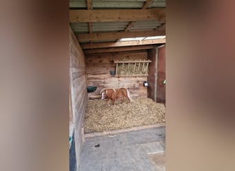 Mini pony Shetland, Caballo castrado, 2 años, 84 cm, Alazán