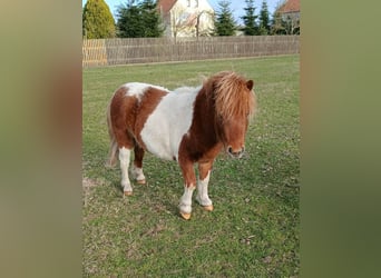 Mini pony Shetland, Caballo castrado, 2 años, 84 cm, Pío