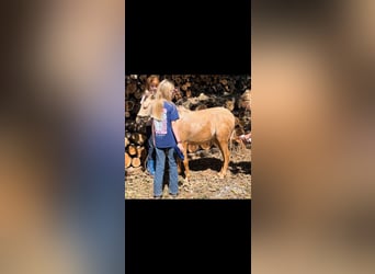 Mini pony Shetland, Caballo castrado, 2 años, 94 cm, Palomino