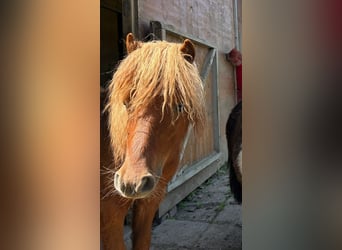 Mini pony Shetland, Caballo castrado, 2 años, 95 cm, Alazán