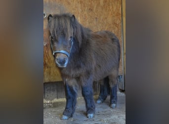 Mini pony Shetland, Caballo castrado, 3 años, 80 cm, Alazán-tostado