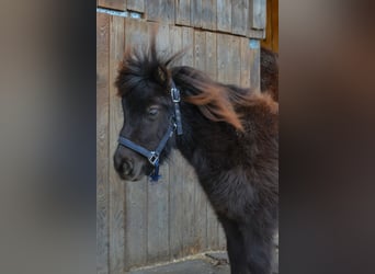 Mini pony Shetland, Caballo castrado, 3 años, 80 cm, Alazán-tostado