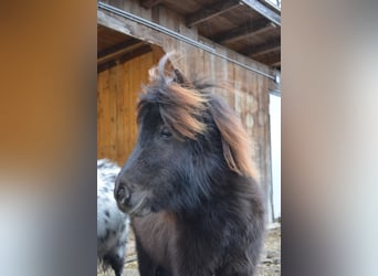 Mini pony Shetland, Caballo castrado, 3 años, 80 cm, Alazán-tostado