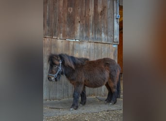 Mini pony Shetland, Caballo castrado, 3 años, 80 cm, Alazán-tostado