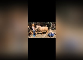 Mini pony Shetland, Caballo castrado, 3 años, 94 cm, Palomino
